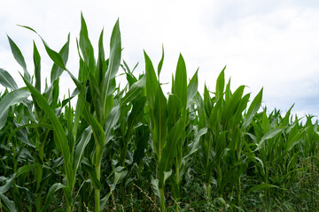 Obraz premium Green corn leaves in the farm field