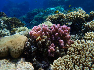 Obraz premium Rasp coral or cauliflower coral, knob-horned coral (Pocillopora verrucosa) undersea, Red Sea, Egypt, Sharm El Sheikh, Montazah Bay