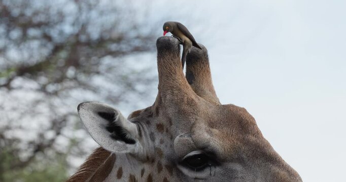 Close-up cropped view of a red-billed oxpecker cleaning its beak ontop of the giraffes horns(ossicones)