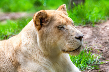 Obraz premium White Lioness relaxing on the ground