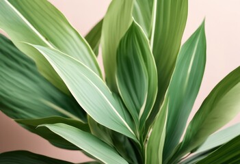 Obraz premium stunning minimalist plant captured natural backdrops fresh visual experience, aesthetic, botanical, clean, color, composition, contrast, creative