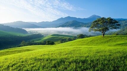 Obraz premium Serene Morning Mist Over Rolling Green Hills - Tranquil Landscape Scenery