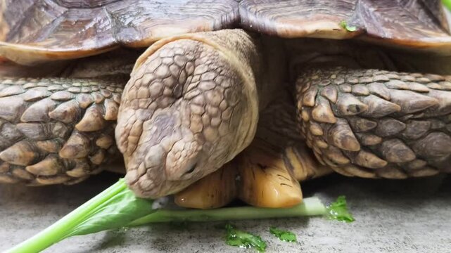 Large brown sea turtle in its natural habitat