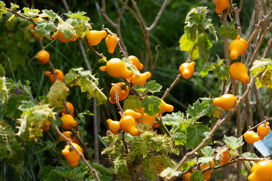 yellow guave fruits in a botanical garden in costa rica