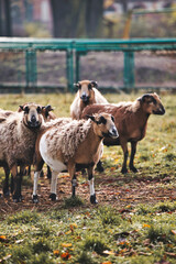 Sheep and lambs in winter on a sunny day