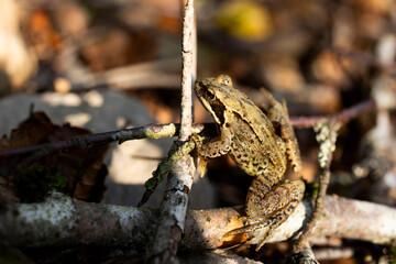 Grenouille crapaud amphibien