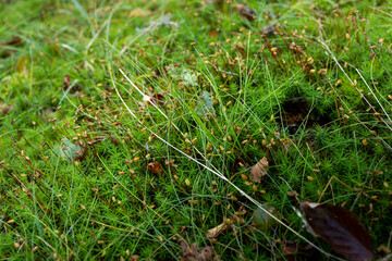 Tapis de mousse dans un sous-bois texture