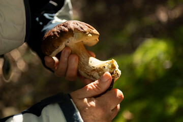 Cueillette des cèpes de Bordeaux champignons d'automne