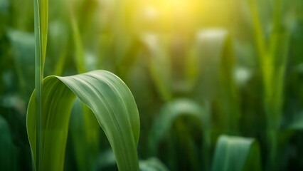 Fototapeta premium Fusarium Wilt in Agricultural Crops