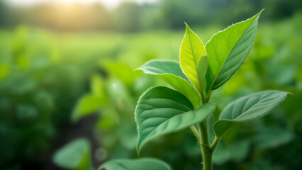 Fototapeta premium Fusarium Wilt Management in Crops