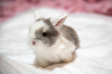 Cute baby bunny rabbit on a soft white and pink fabric