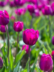 Obraz premium Tulips