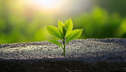 Green sprout growing in stone slab - rebirth, revival, resilience and new life concept