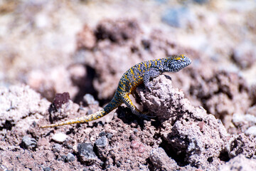 lizard in the Atacama salt flat, Chile