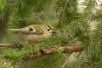 Tiny Goldcrest looking for food in the middle of Spruce branches on a spring day in a woodland in Estonia, Northern Europe