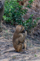 wildlife at lake Manyara in Tanzania