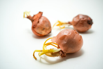 product photo of old sprouting onions isolated on neutral background with text space
