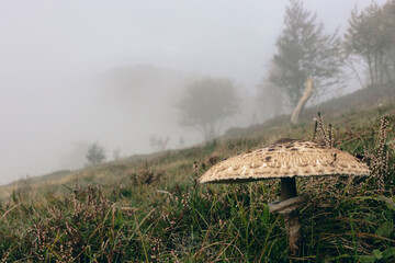 Lépiote élevée coulemelle Macrolepiota procera