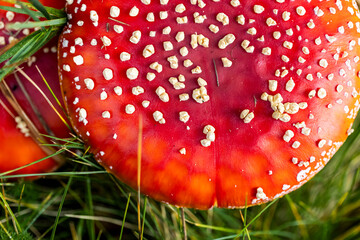 Champignons Amanites tue-mouche