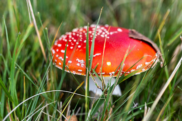 Champignons Amanites tue-mouche