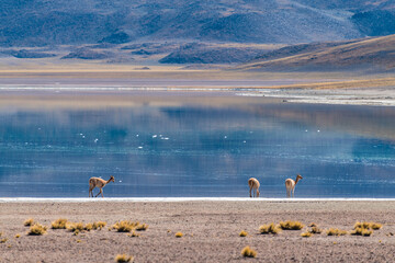 alpaca in the highlands of Chile