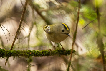 Tiny Goldcrest perched on a mossy branch during a sunny spring day in a boreal forest in Estonia, Northern Europe