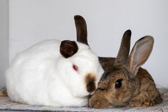 Happy Couple