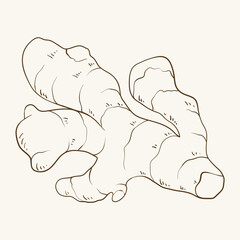 Ginger root, hand drawn vector illustration