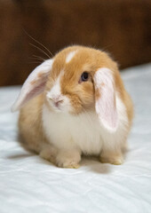 white and orange blue eyed baby bunny rabbit on the floor