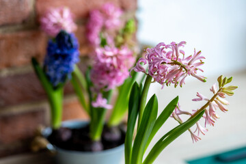 Obraz premium Spring gardening mood. Festive easter simple home decorations. A group of beautiful colourful bright pink and purple blooming bulbous hyacinths in a metal pot on a table in the kitchen.