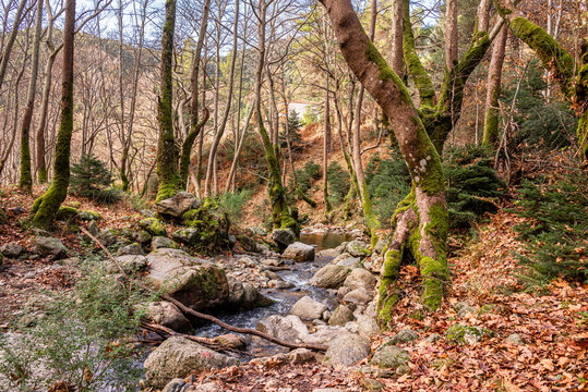 Capturing the Serenity of Evia's Winter Forests in Dirfi Mountain in Evia, Greece