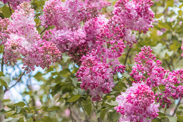 Obraz premium Close-up of pink, likely cherry blossoms, in full bloom fresh and vibrant Background hints at greenery No visible texts