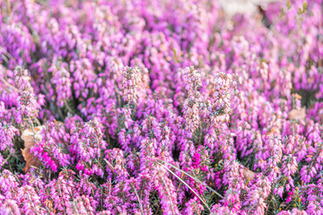 Fototapeta premium Close-up of wildflowers with varying pink and purple hues, showcasing different stages of growth in a natural setting Angled perspective emphasizes the flowers soft texture and vibrant colors No s