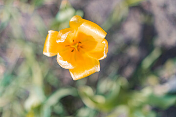 Close-up of a fresh, orange tulip amidst blurred greenery in a nature photograph