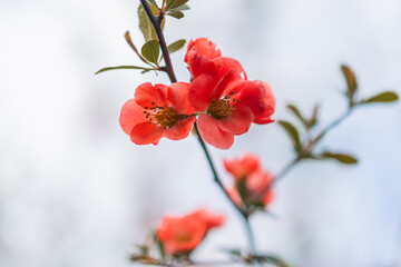 Close-up of red flowers with soft, dreamy petals Central flower bright red petals, greenish center, visible stamens and pistils Surrounding flowers in various stages of bloom Bokeh effect backgro