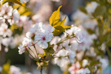 Close-up of pink cherry blossom flowers against a natural backdrop, likely a garden or park setting The image focuses on the delicate petals during the peak blooming season