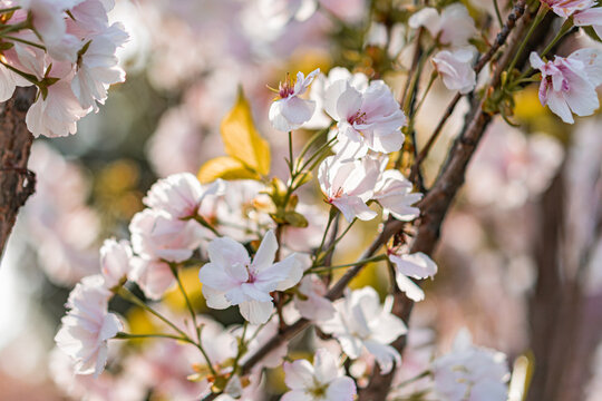 Close-up photograph of full bloom cherry blossoms, soft pink to lighter petal edges, warm glow from sunlight filtering through tree branches, out-of-focus natural background suggesting a park or simi