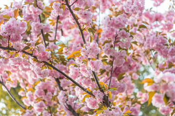 Obraz premium Close-up image of cherry blossoms, soft pink to white hues, detailed petals, blurred background, green foliage in the foreground