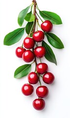 Fresh Red Cherries on a Branch with Green Leaves Isolated on a White Background for Healthy Food Concepts