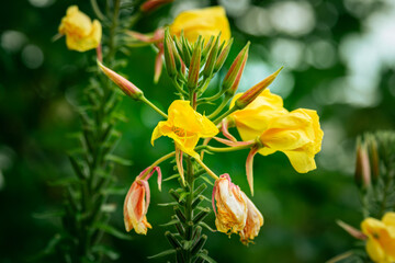 Obraz premium yellow flower in the garden
