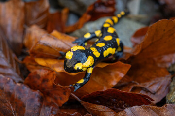Spotted salamander in fallen beech leaves.
