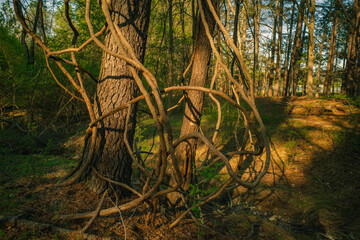 Vines and trees in a forest at sunset in Chapel Hill, North Carolina