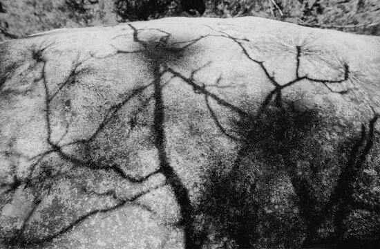 Shadows of a dead tree on a large granite boulder near the summit of Mount Lemmon, Arizona. Black and white