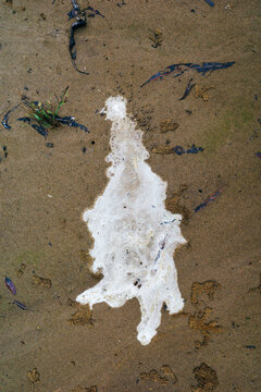 Bird droppings on sand, Lower Mississippi River
