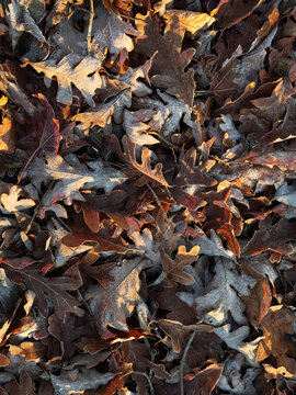 Autumn oak leaves on the ground partially raked by morning sunlight