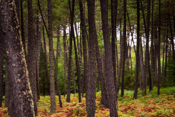 autumn forest in the Alta Rocca in Corsica