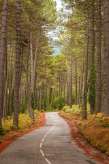 autumn forest in the Alta Rocca in Corsica