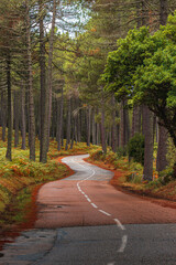 autumn forest in the Alta Rocca in Corsica