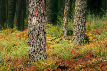 autumn forest in the Alta Rocca in Corsica
