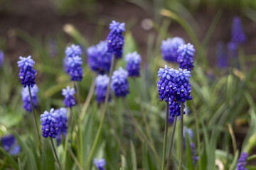 Fototapeta premium Blue muscari bloom in the garden in spring, floral background